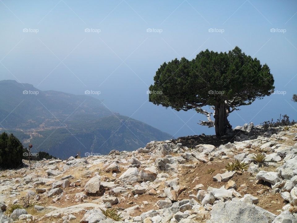 Tree at the top of the mountains in Turkey