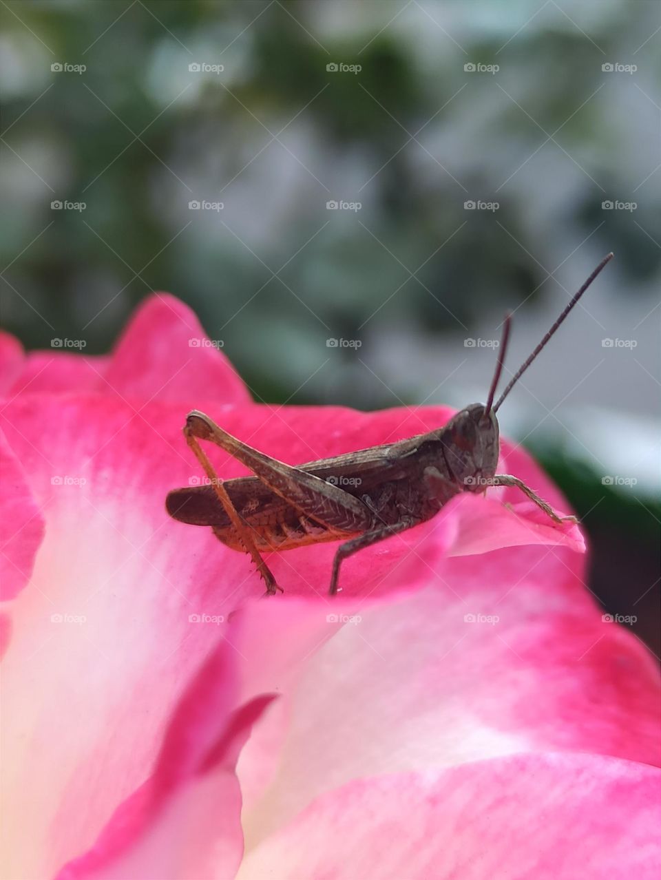 grasshopper on pink rose