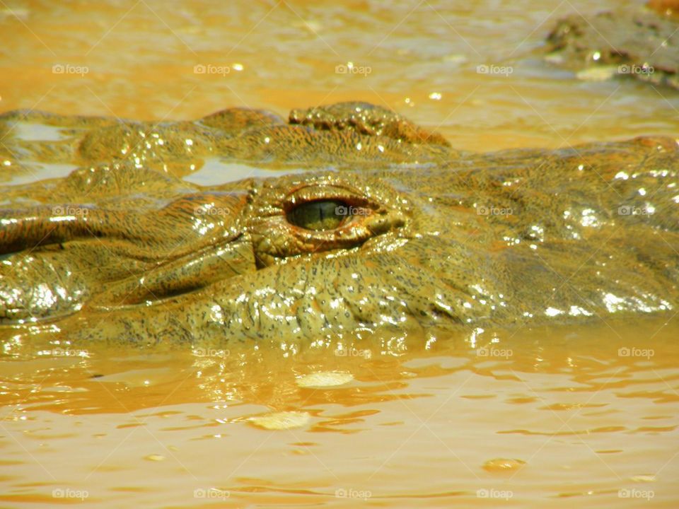 Alligator is watching