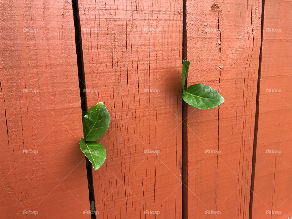 Leaves in Fence