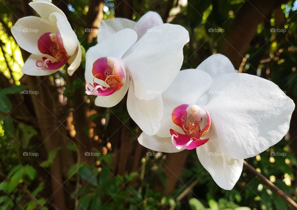 Orchid Delights