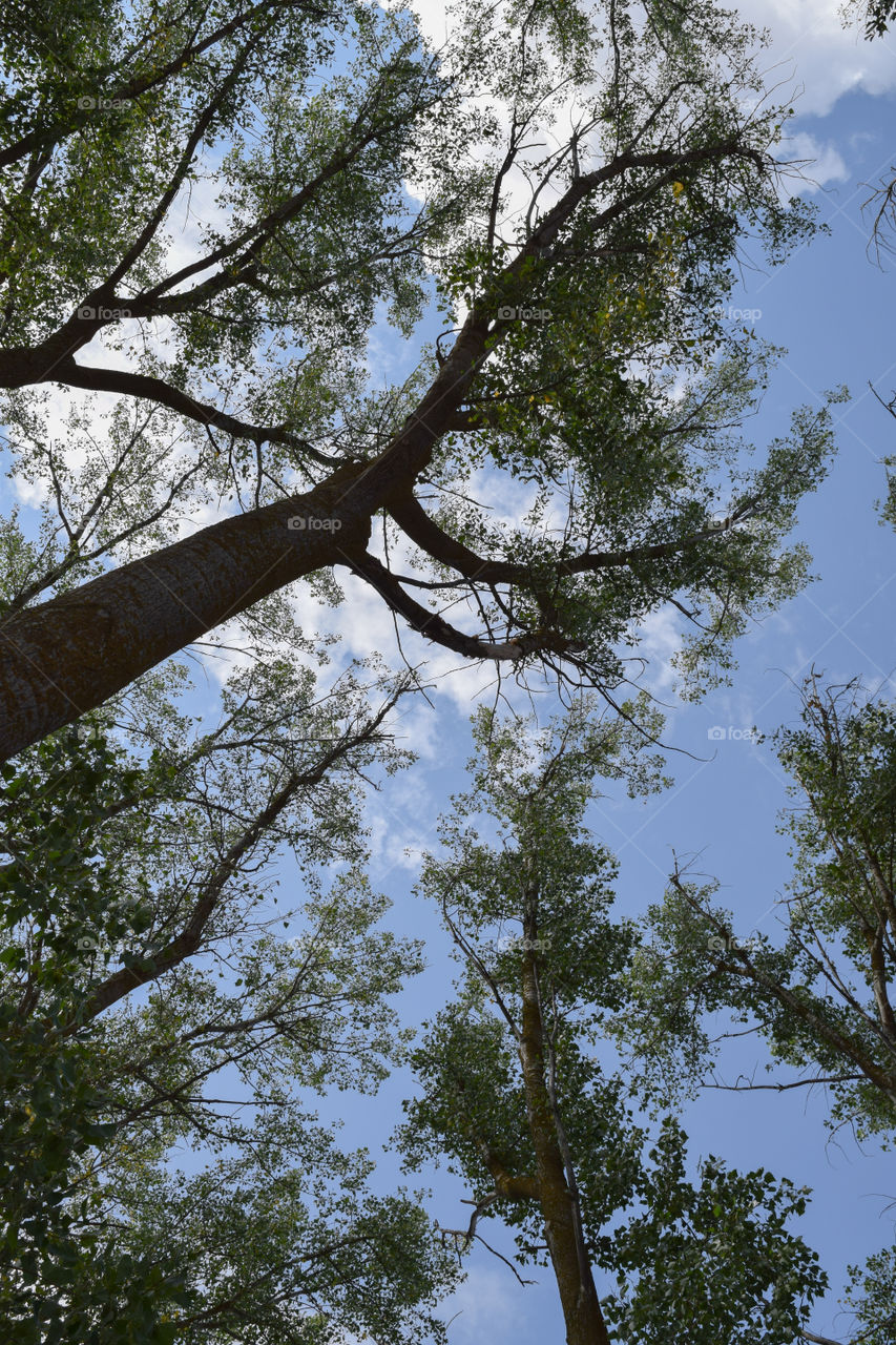 Trees blocking the sky.