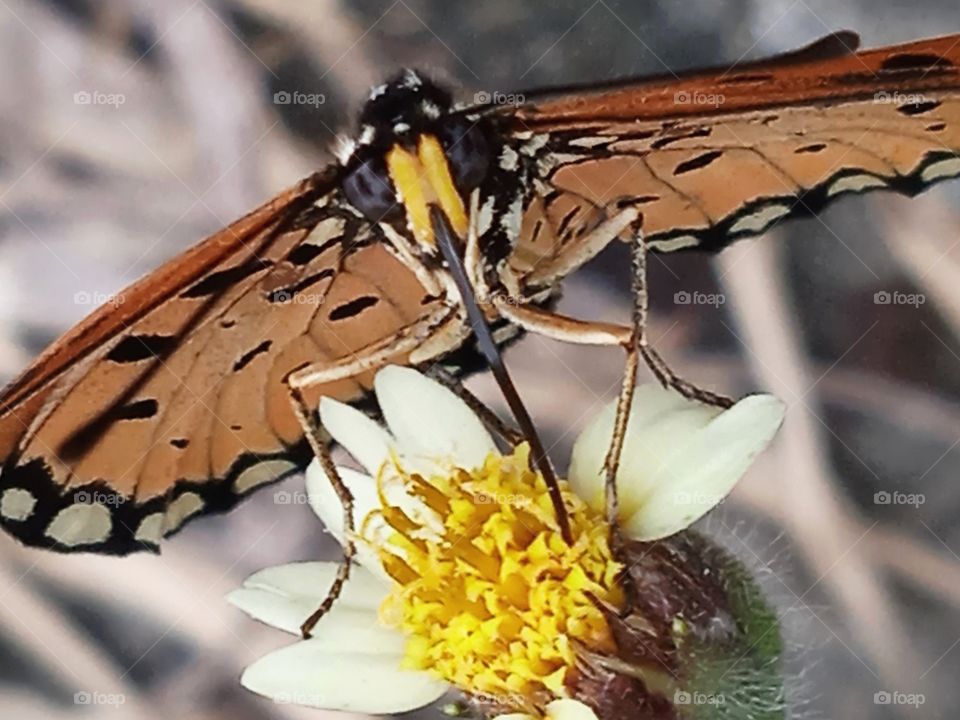 A butterfly is collecting nectar.