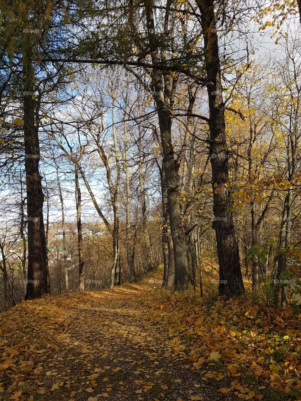 Autumn landscape