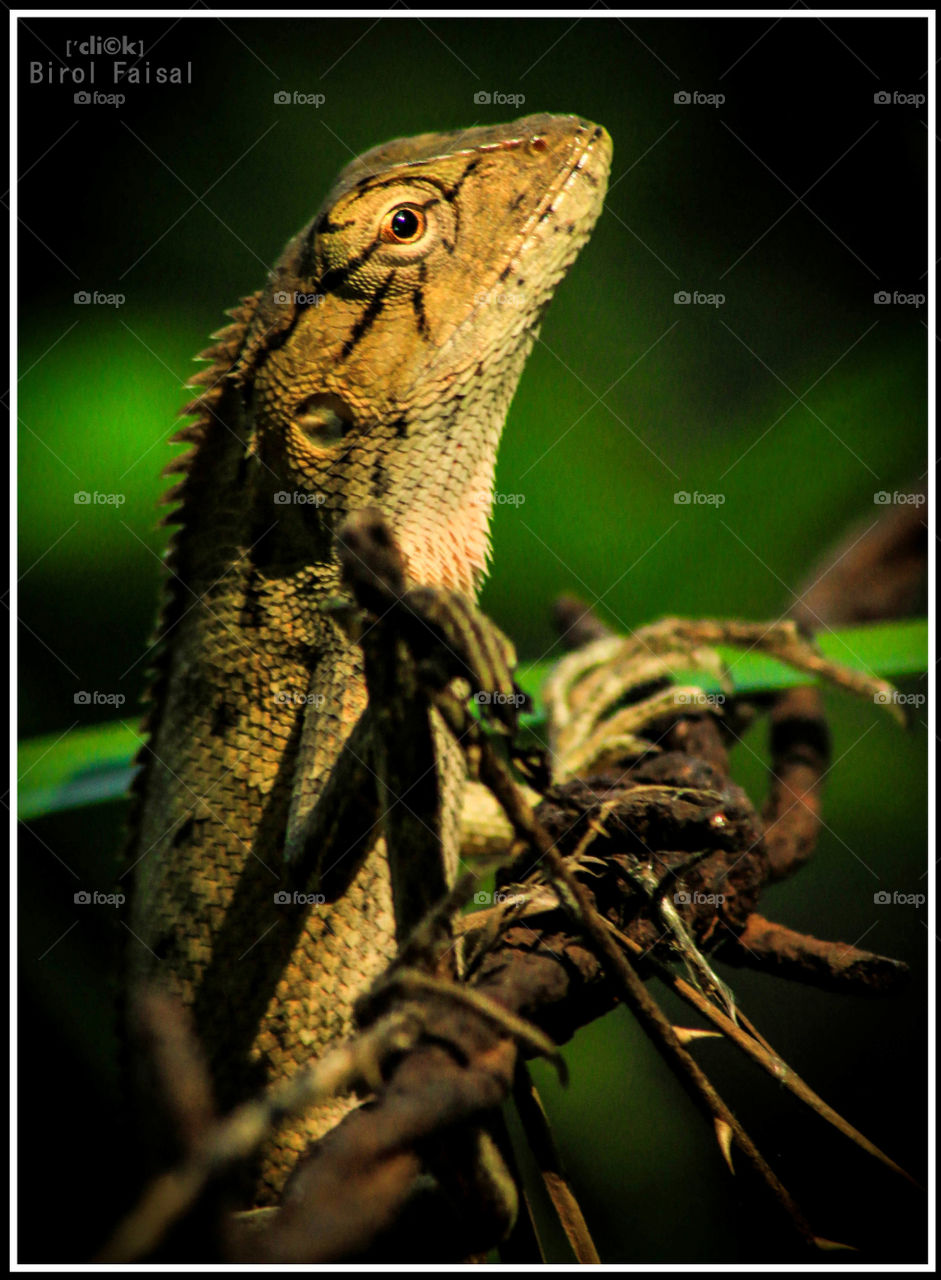“Oriental Garden Lizard”
Cli©k By: Shah Faisal
Device: Canon EOS 70D
© All Credits & Rights are Reserved by Birol Faisal Photography.