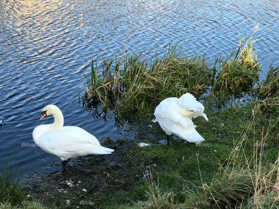 Beautiful swans along a canal, Glasgow, Scotland
