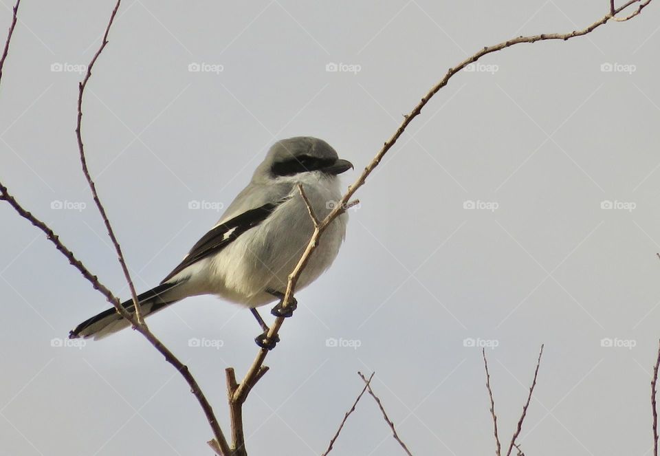 Loggerhead Shrike