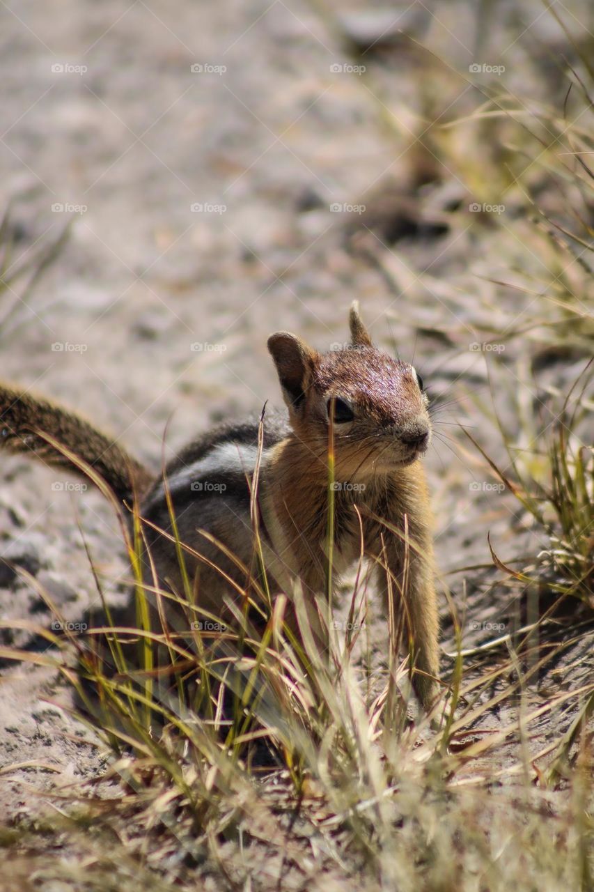 Small friendly chipmunk hanging out along the lake 