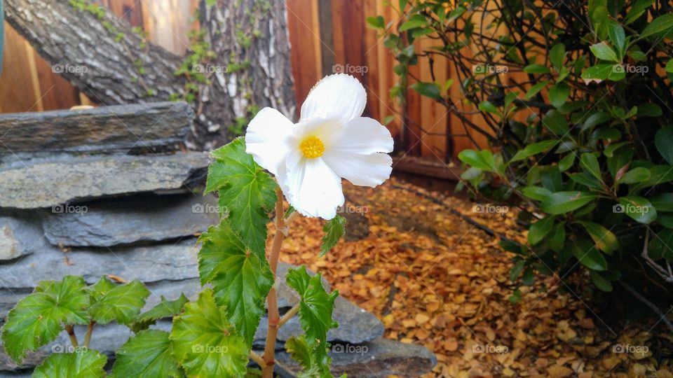 Flower, Autumn bloom