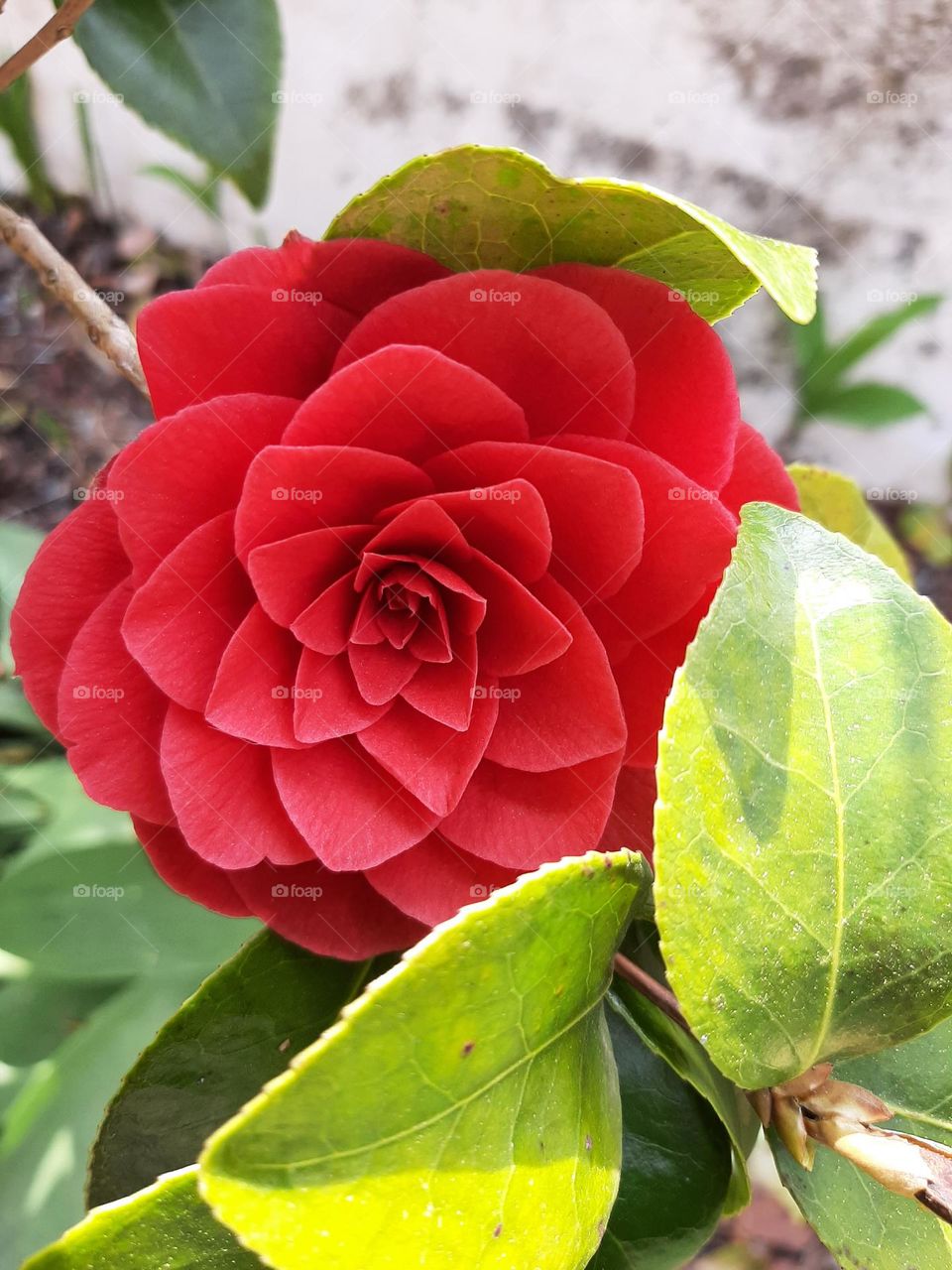 camelia