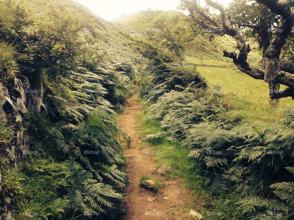 Cold misty morning . An early morning walk in the Scottish highlands 