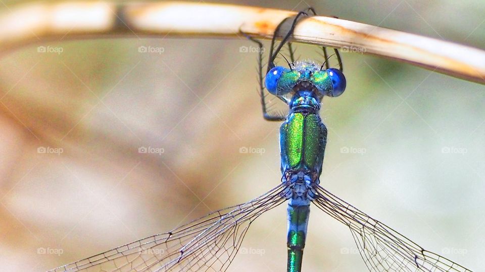 Caballito del Diablo