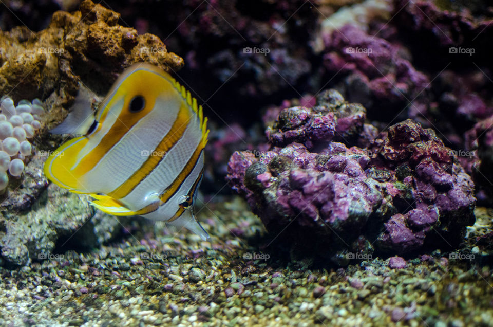 Close-up of a fish swimming underwater