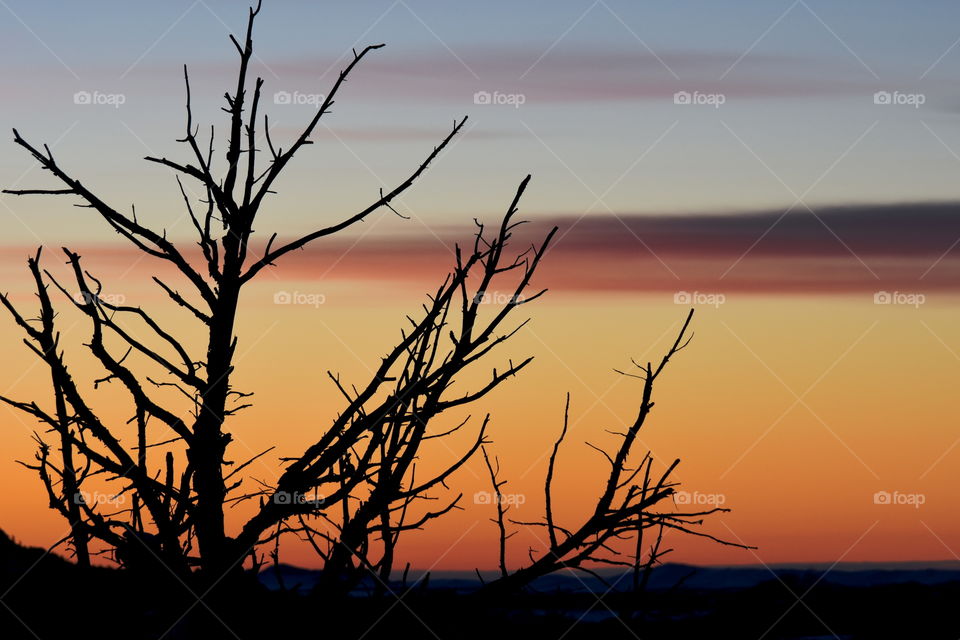 The barren branches of a winter tree silhouetted against a vibrant sunrise.  Near Laramie, WY.