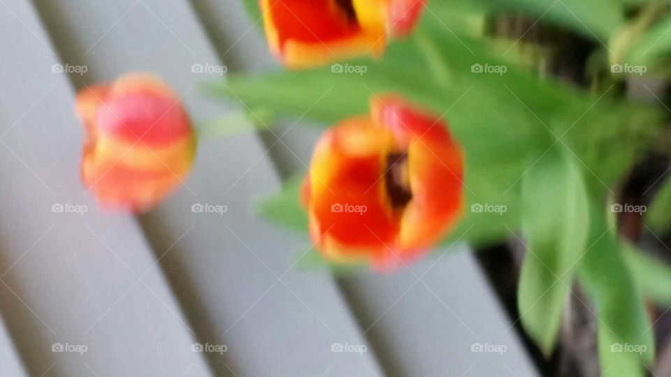 fresh tulips