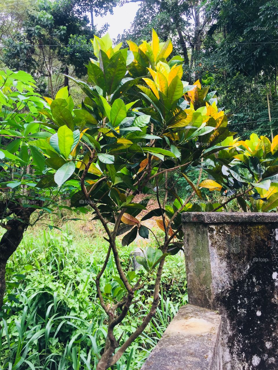 Every leaf speaks 🌿☘️🍀🍁🍂🍃