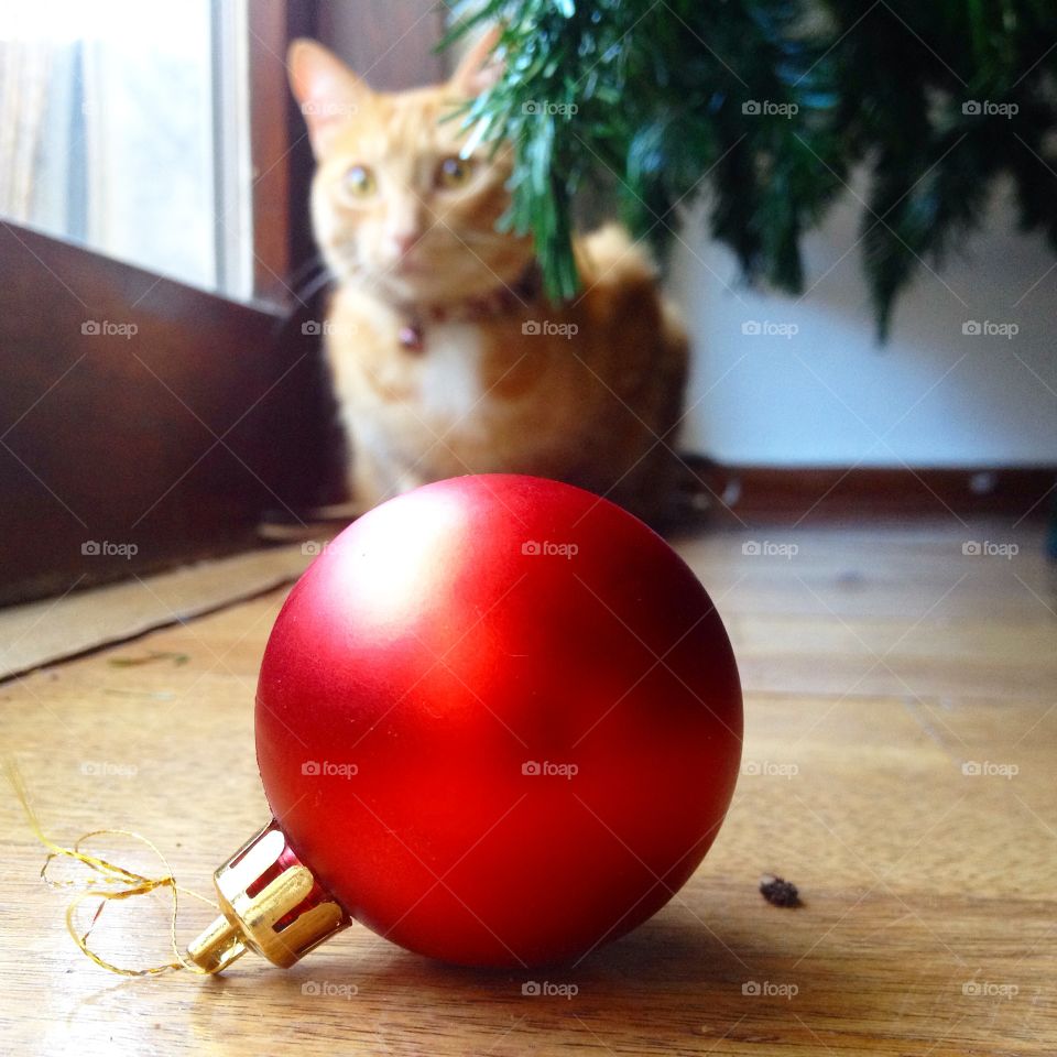 Christmas cat. Christmas cat