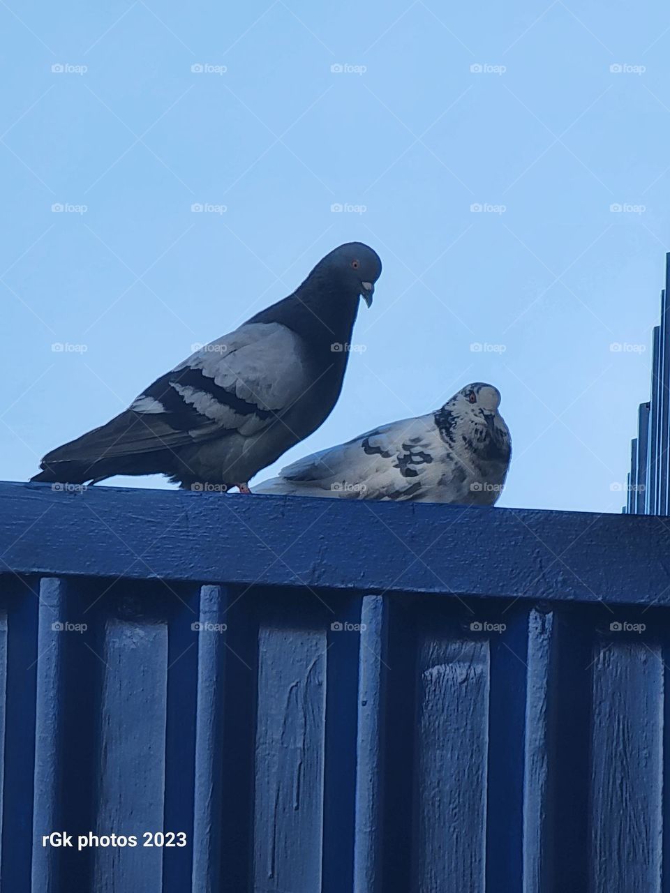 two pigeons