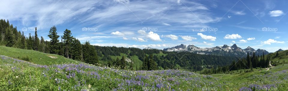 Tatoosh Range Wildflowers