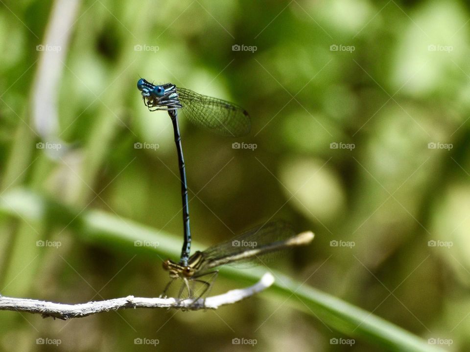 Mating of damselflys 