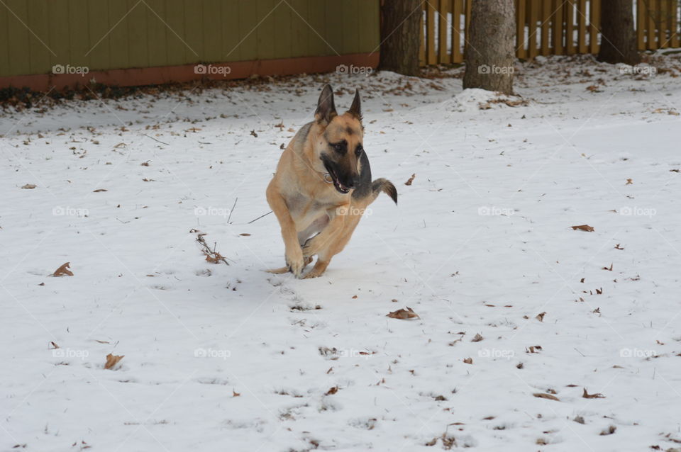 Remi playing in snow