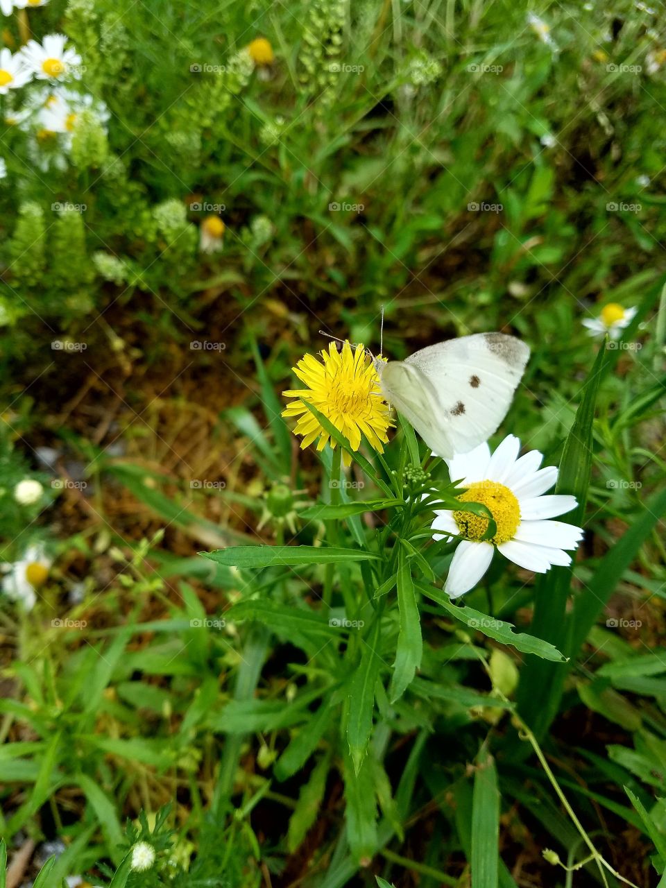 pollination of daisy and dandelion by a butterfly