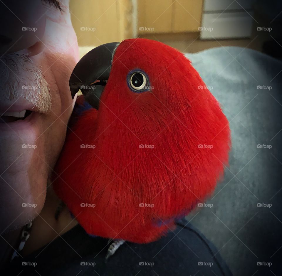 Beautiful, loving red parrot with a human friend.