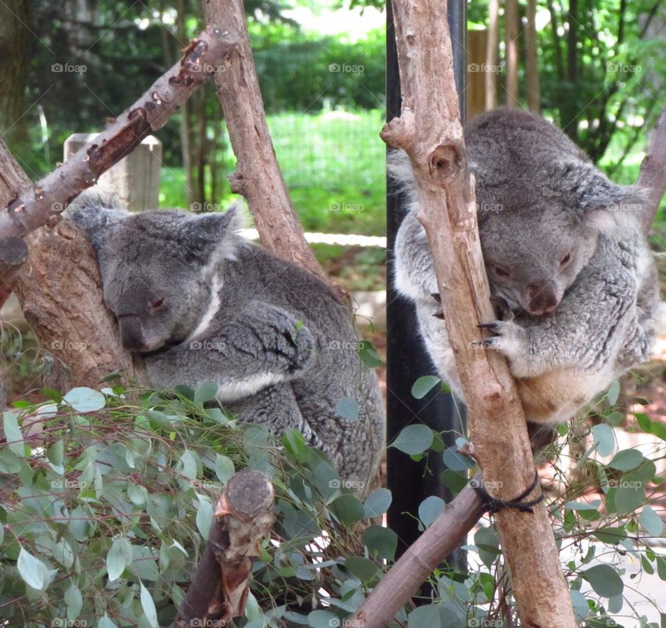 kola bears at the zoo