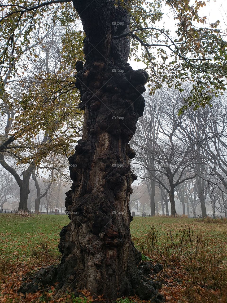 Knotted elm in the park.  Unfiltered.