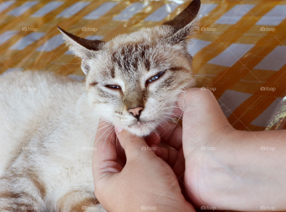 Cat receiving affection