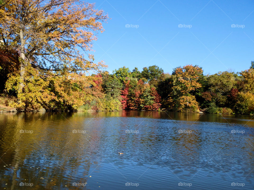 Fall Colors in Central Park