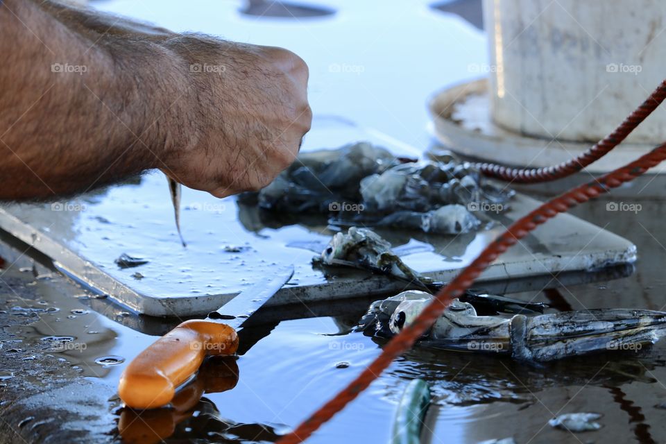 Fisherman cleaning catch of squid with orange handled filleting knife at fish cleaning stain outdoors 