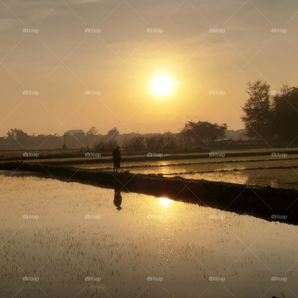 24th January 2025. 06:33am. Location: An Bang, paddy fields near Hoi an, Vietnam. Farmer inspecting their fields at sunrise.