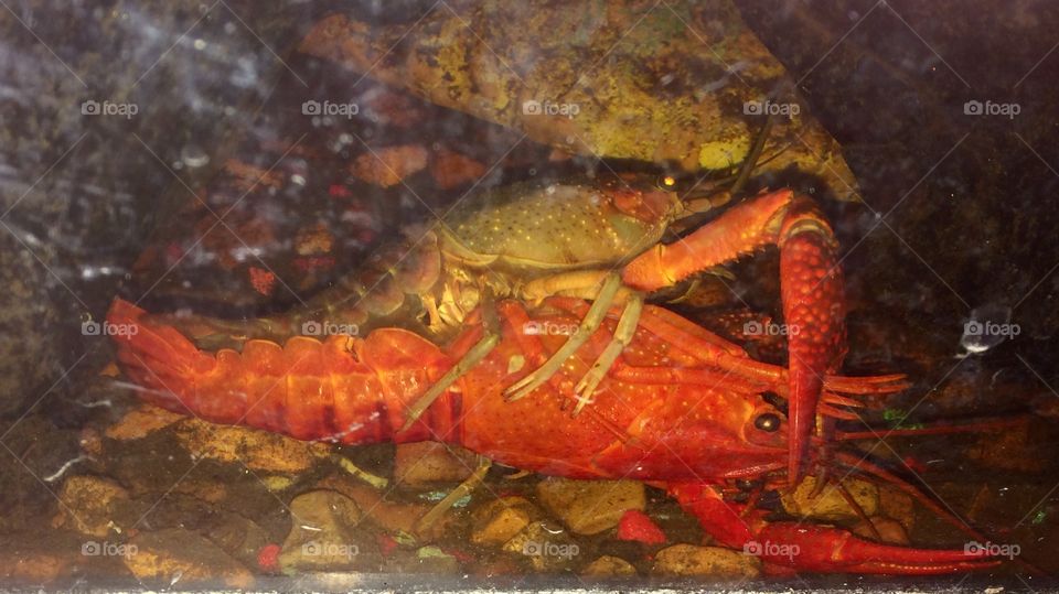 Lobsters mating crayfish breeding 