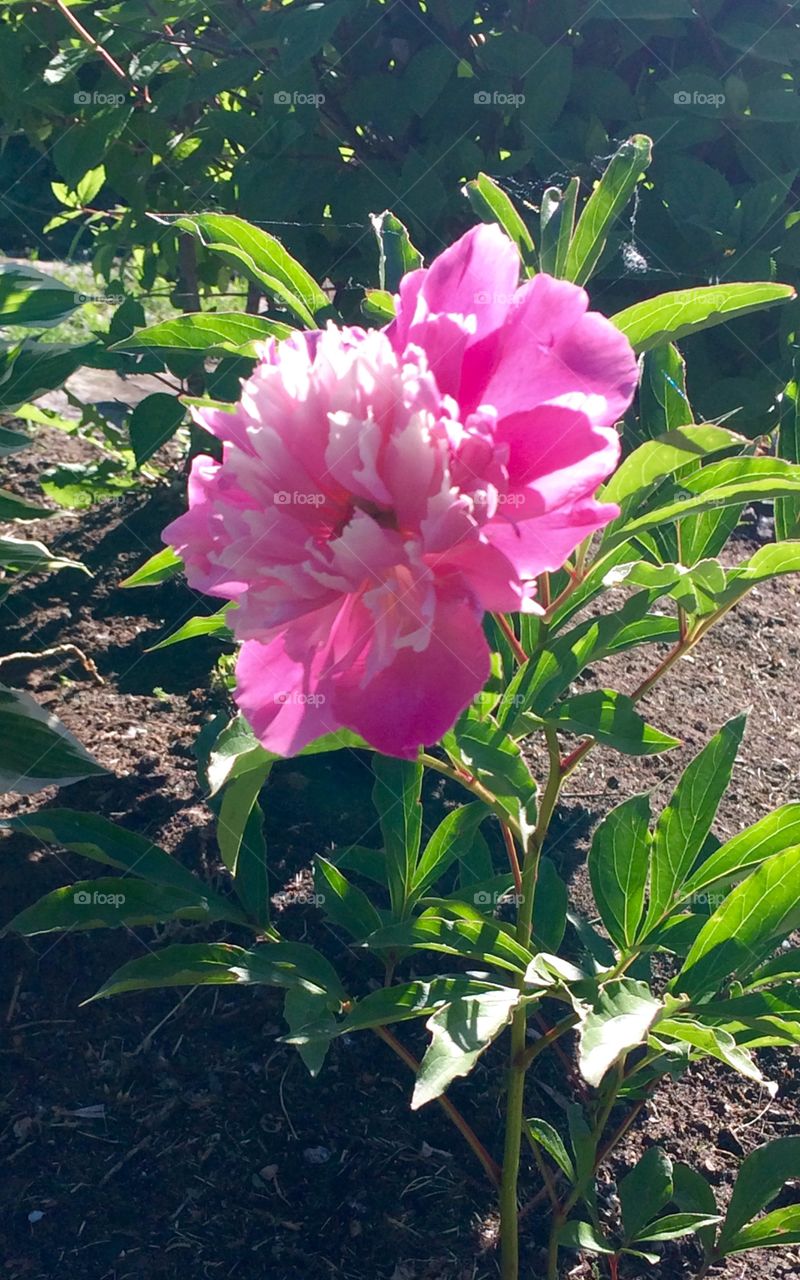 My very first peonie