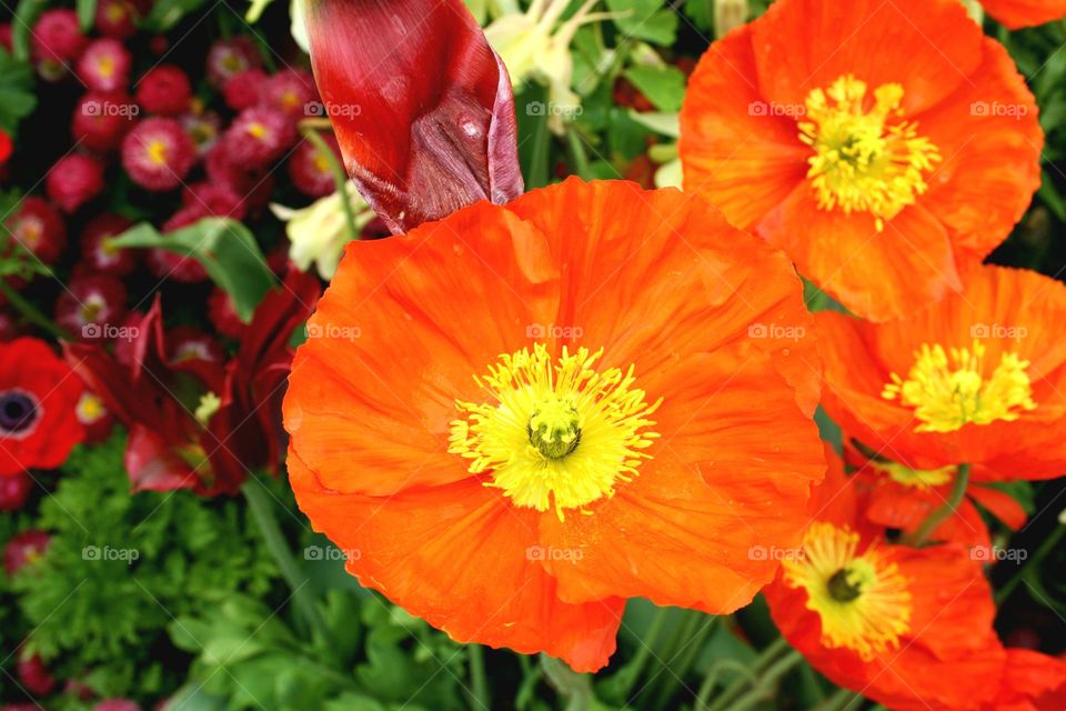 beautiful floral splendor