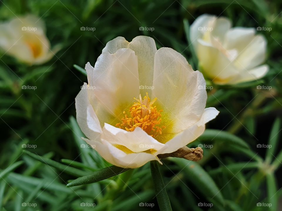 beautiful flowers in my garden