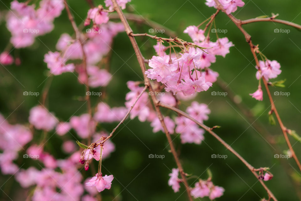 Cherry blossom in Spring