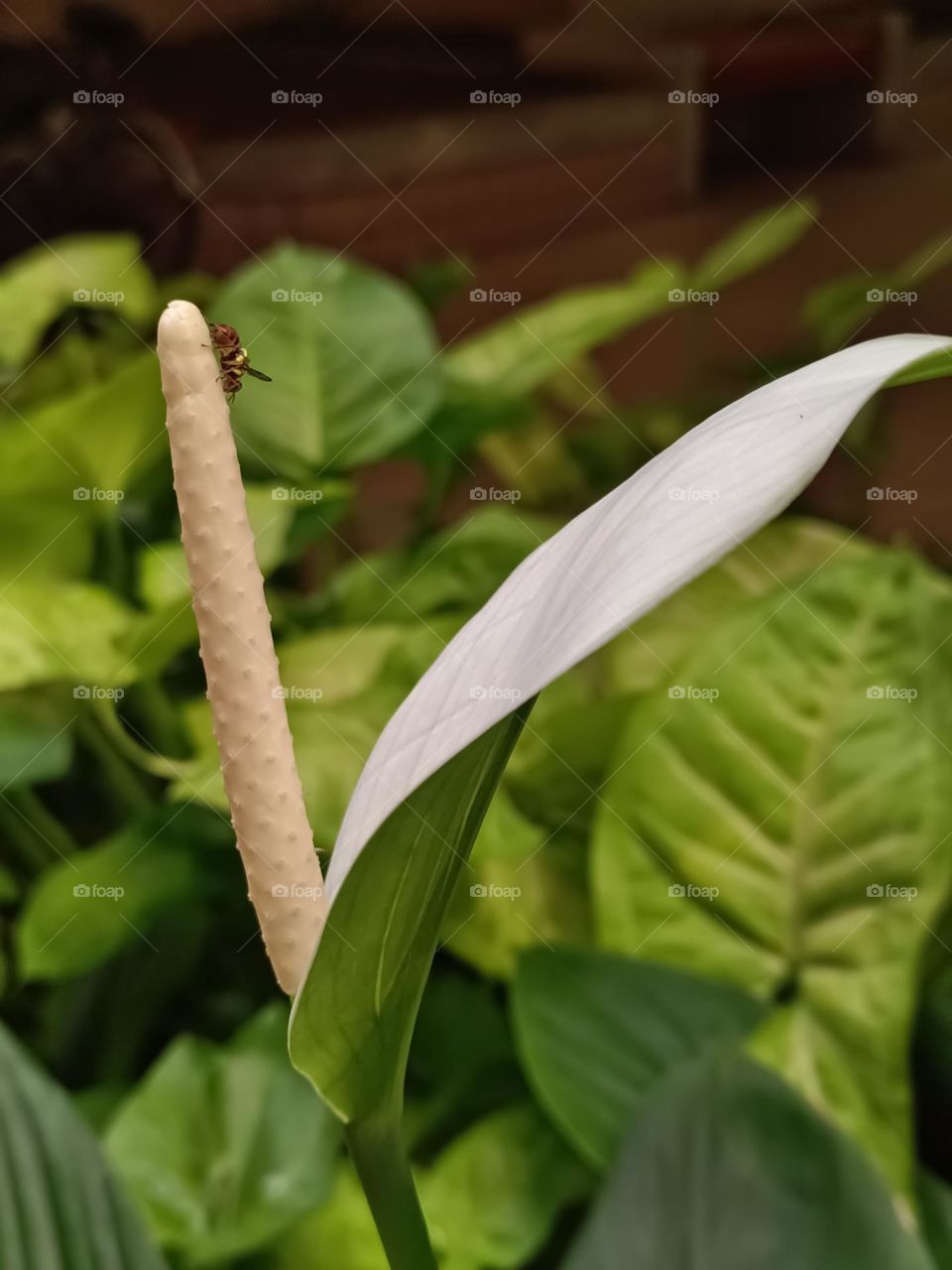 Peace Lily