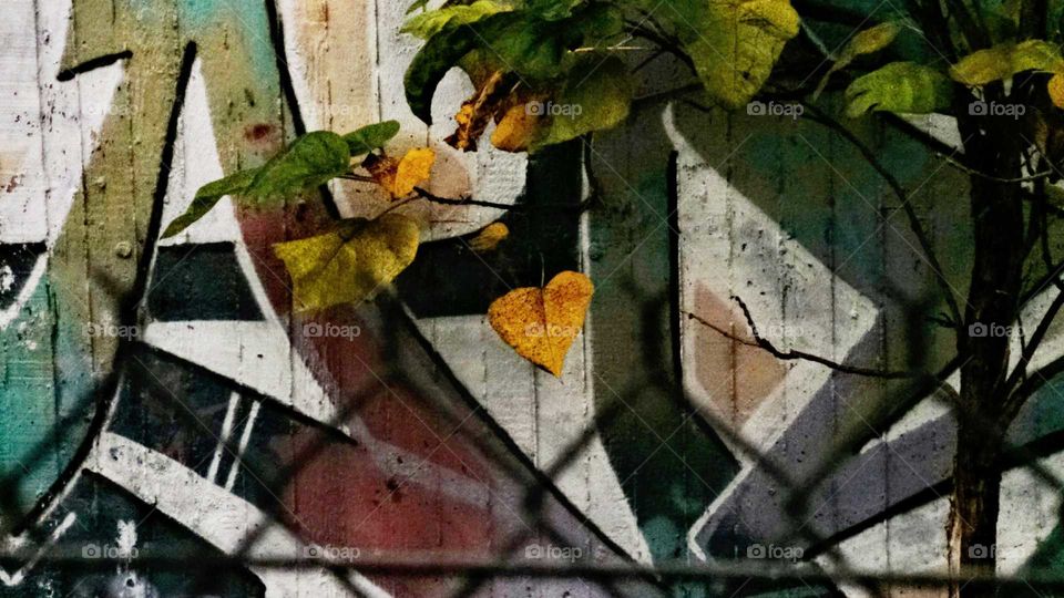 Graffiti and Leaves