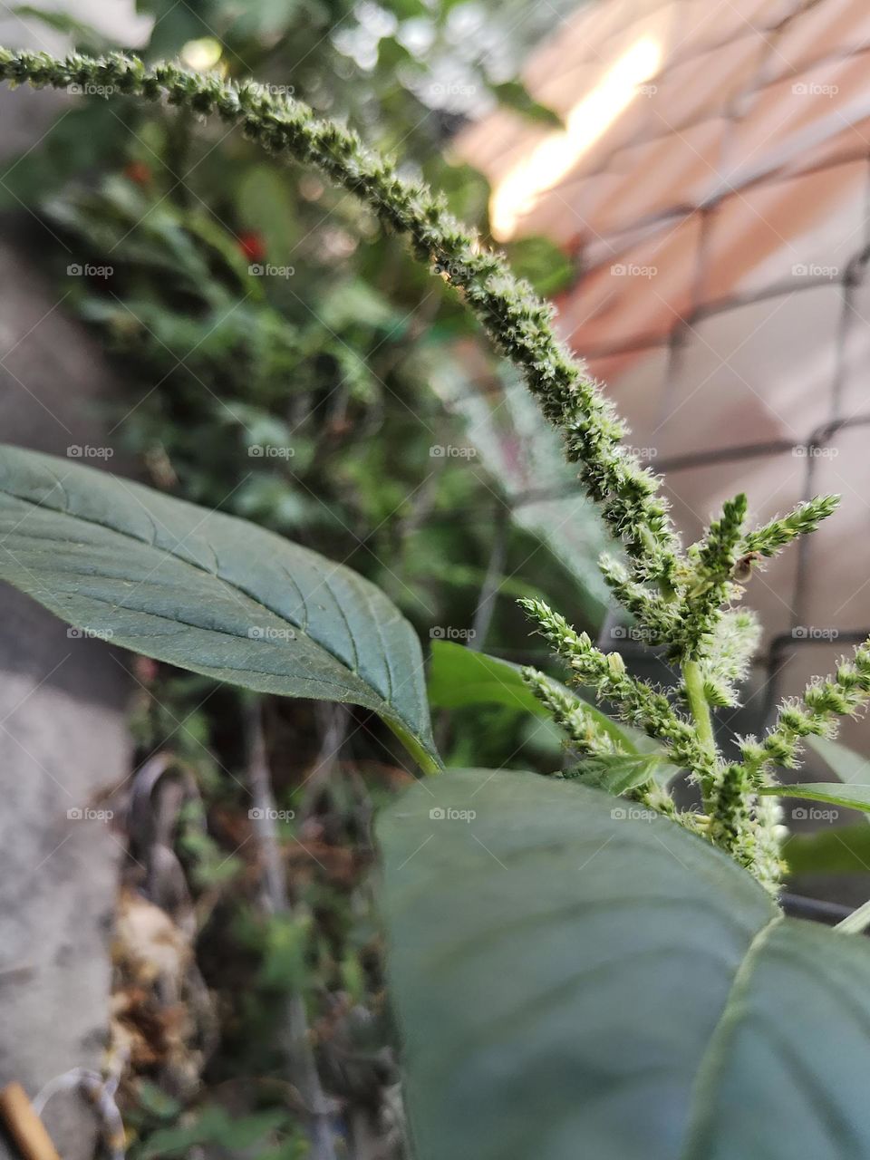 The flowers of Asian spinach look like string beans