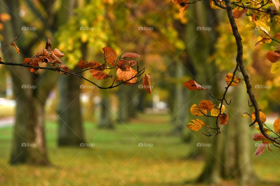 Leaf, Fall, Tree, Nature, No Person