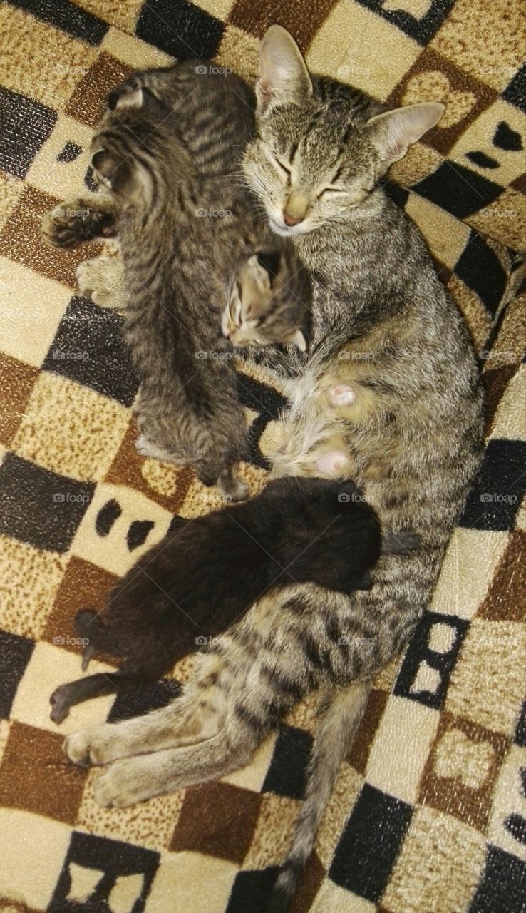 cat suckle her young