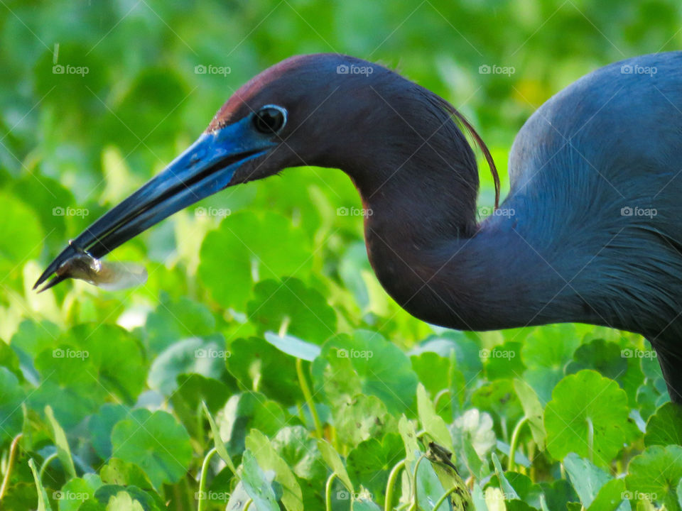little blue heron