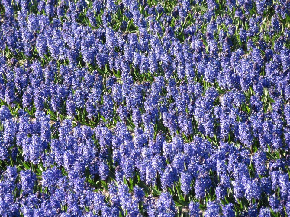 Full frame of purple flower field