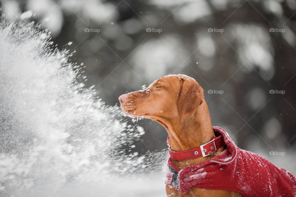 Outdoor portrait of Hungarian vyzhla dog in funny headband 