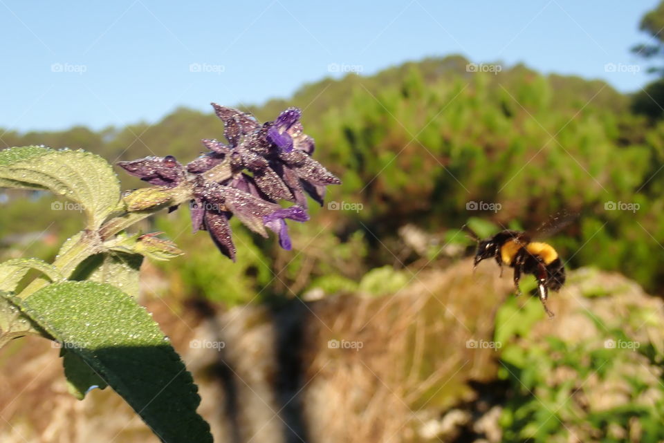 As I clicked she moved away from the flower but I didn't expect it would make it even better than when she was feeding herself... let it 🐝.