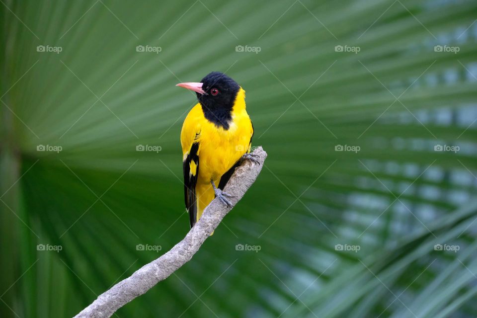 black head yellow bird