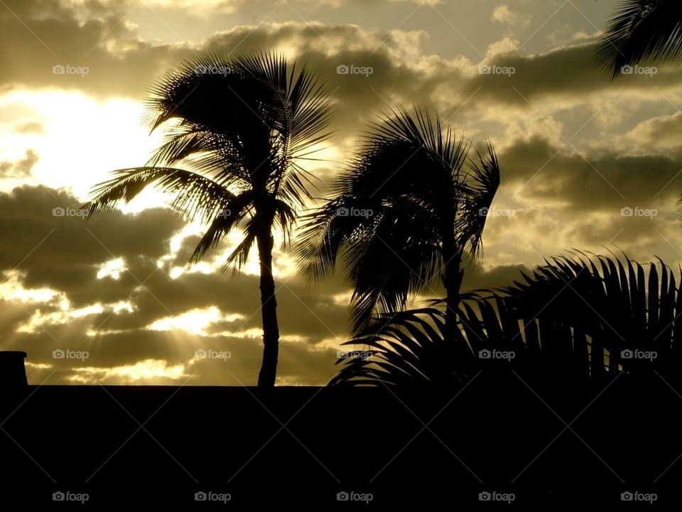 Mexico palm