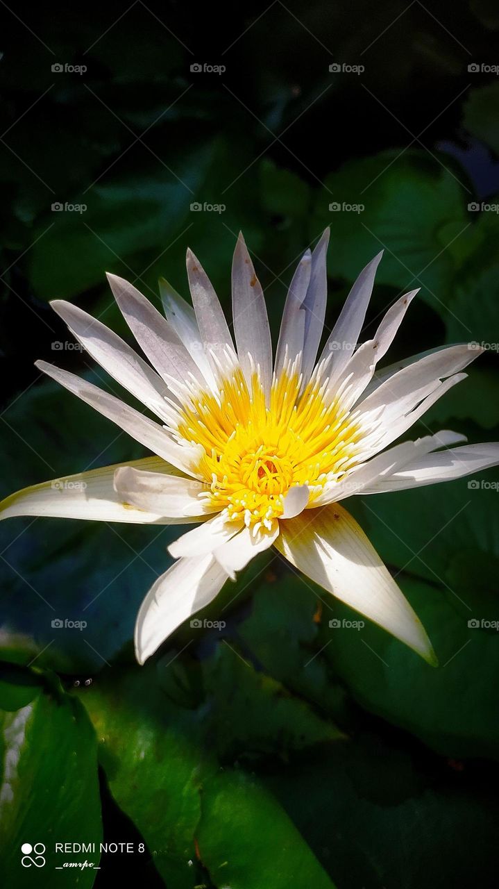 White water lilies have a special place in my heart...they always help me calm my nerves and get my shit together 😌✨